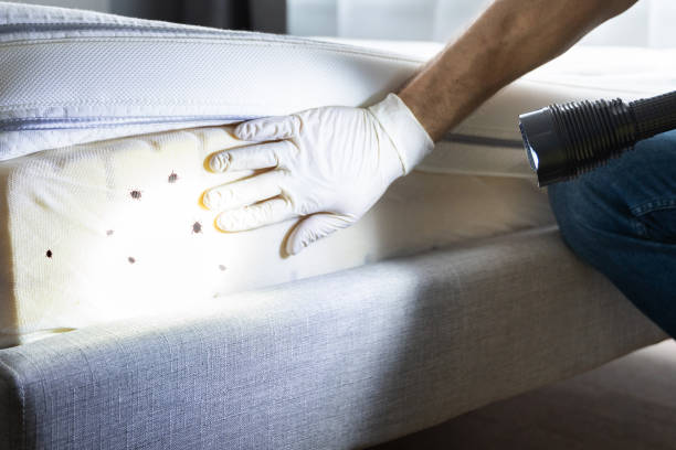 Best Residential Pest Control  in Lyons, IL