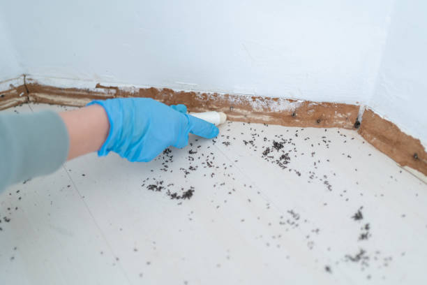Best Flea Control Services  in Lyons, IL